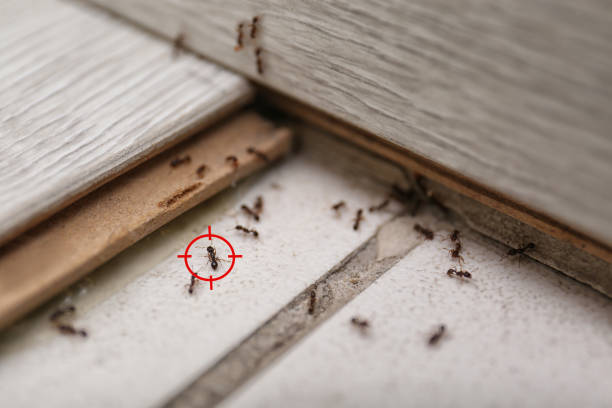 Best Flea Control Services  in King Of Prussia, PA