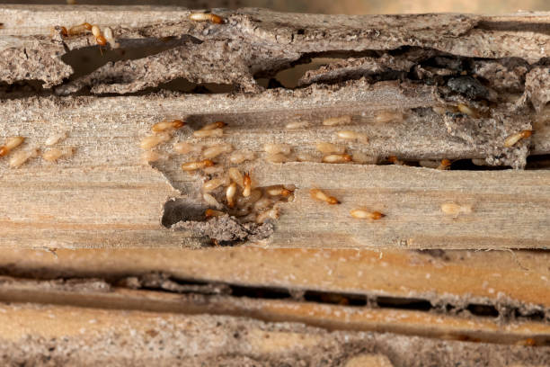 Pest Prevention Services in King Of Prussia, PA