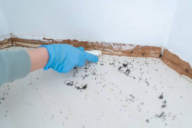 Best Termite Control Services  in King Of Prussia, PA